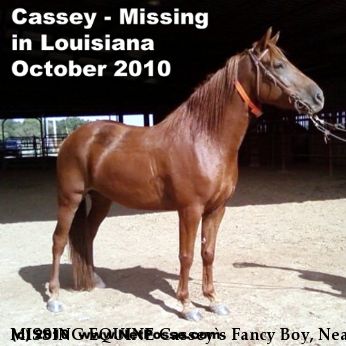 MISSING EQUINE Cassey`s Fancy Boy, Near Grand Cane, LA, 71032